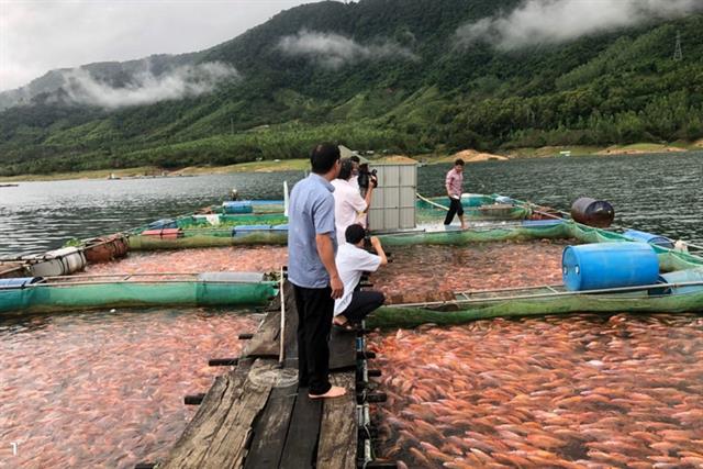 Nuôi thương phẩm cá điêu hồng trong lồng bè gắn liên kết tiêu thụ sản phẩm